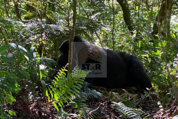 Gorilla Safari Lodge (Bwindi)