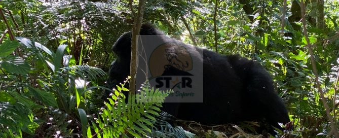 Gorilla Safari Lodge (Bwindi)