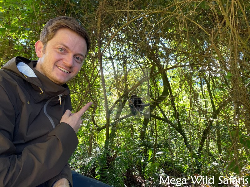 Mountain gorilla encounter