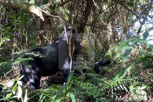 Most Asked Questions About Gorilla Habituation in Uganda
