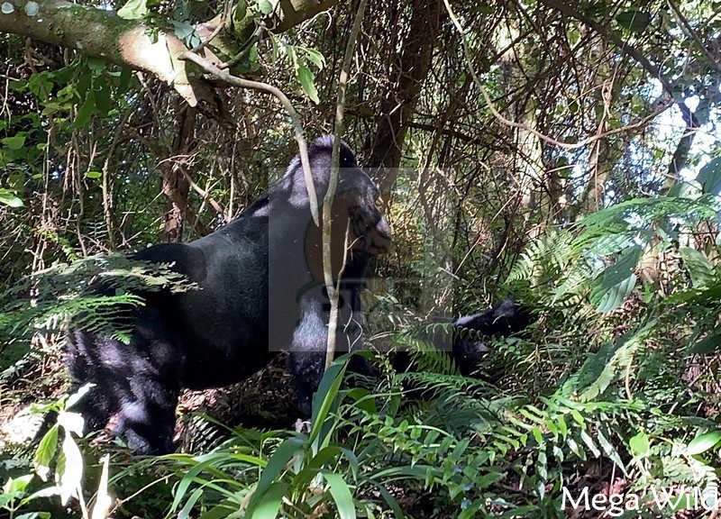 Most Asked Questions About Gorilla Habituation in Uganda