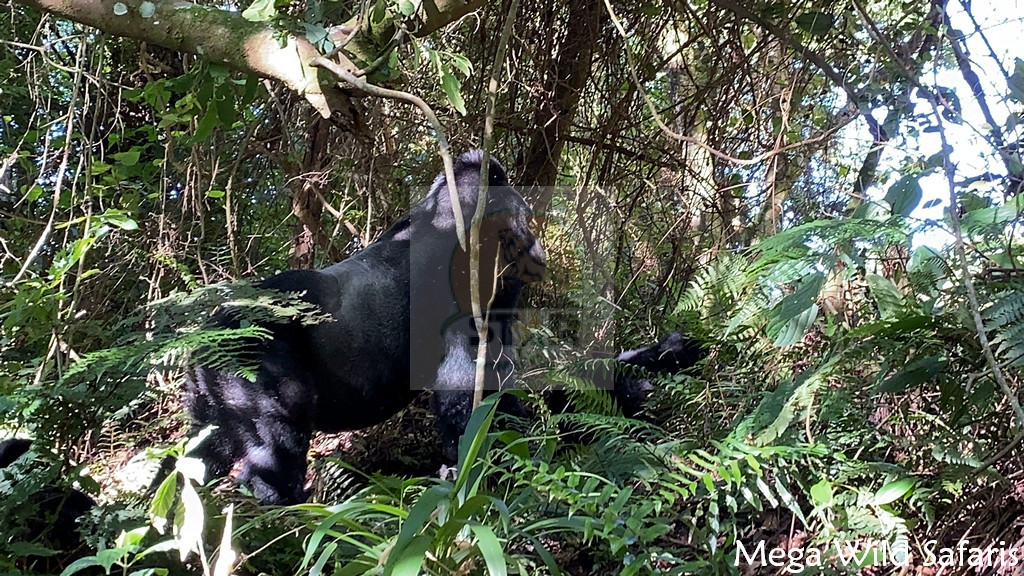 Most Asked Questions About Gorilla Habituation in Uganda