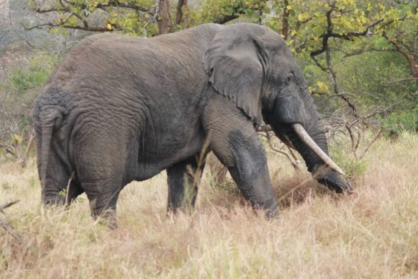 5 Day Rwanda Gorilla Trekking Tour
