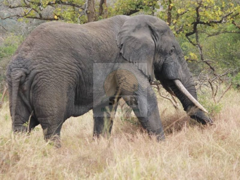 5 Day Rwanda Gorilla Trekking Tour
