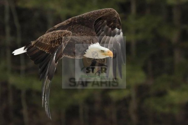 Rwanda Safaris