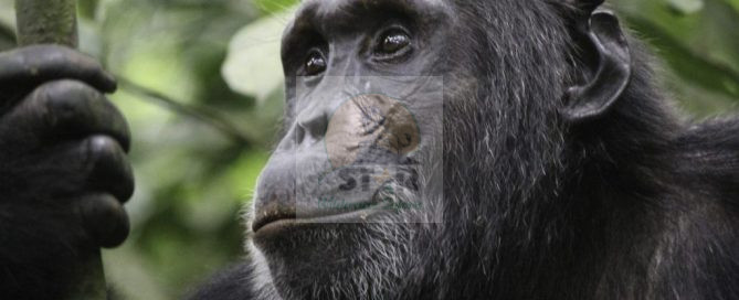 5 Days safari in Uganda