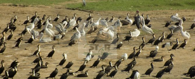 lake Edward Uganda