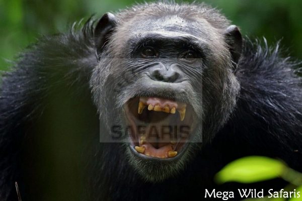 Mistakes To Avoid When Booking Chimp Habituation Permits