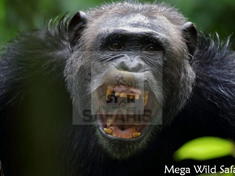 Mistakes To Avoid When Booking Chimp Habituation Permits