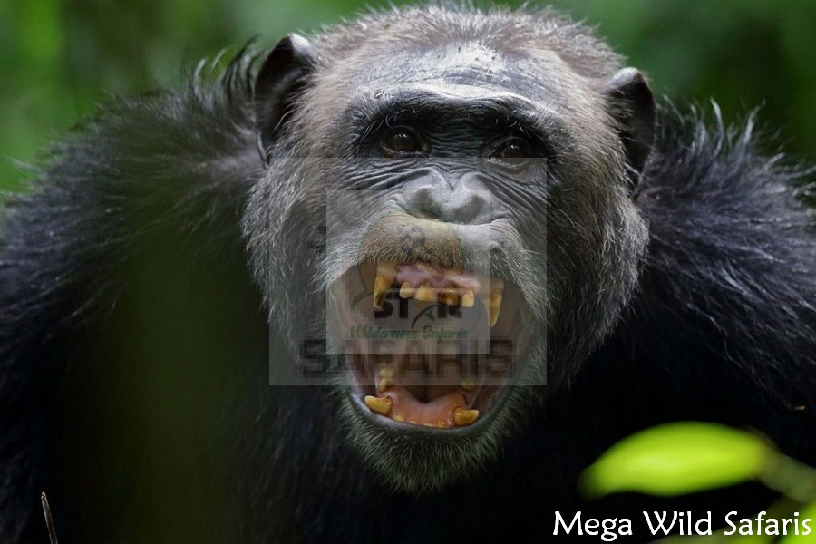 Mistakes To Avoid When Booking Chimp Habituation Permits
