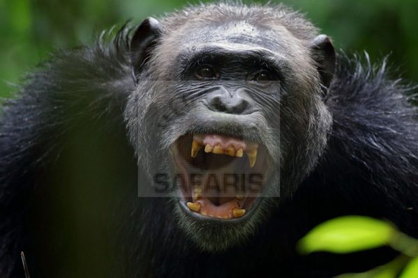 Star Wilderness Safaris