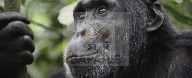 6 Days Uganda gorilla tour