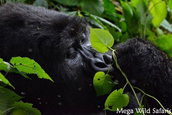 Rwanda Gorilla Trekking Safari