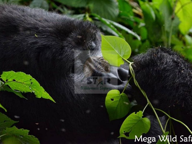 Rwanda Gorilla Trekking Safari