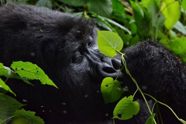 Gorilla Tracking Safaris