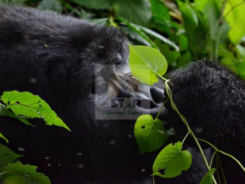 7 Days Uganda Gorilla Tour Rwanda
