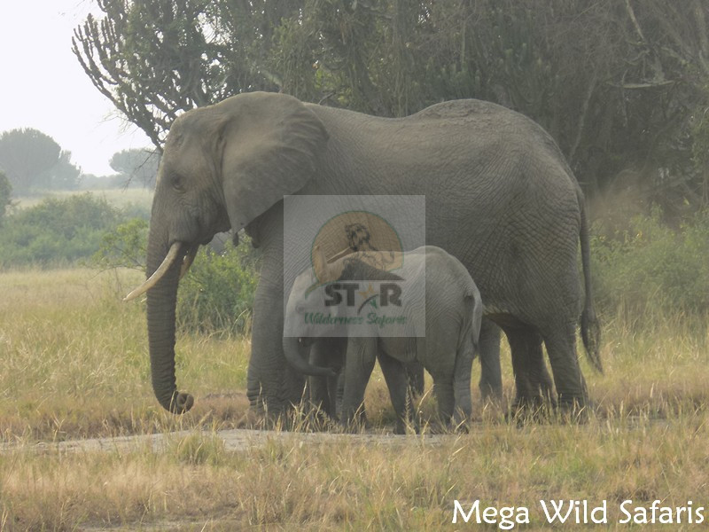 Katara 8 Days Uganda Gorilla Safari Rwanda Wildlife Tour(Queen Elizabeth Safari)