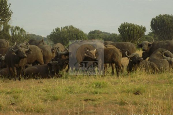 Wilderness Safaris Africa