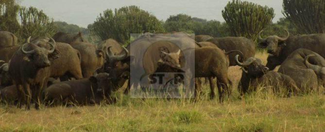Wilderness Safaris Africa