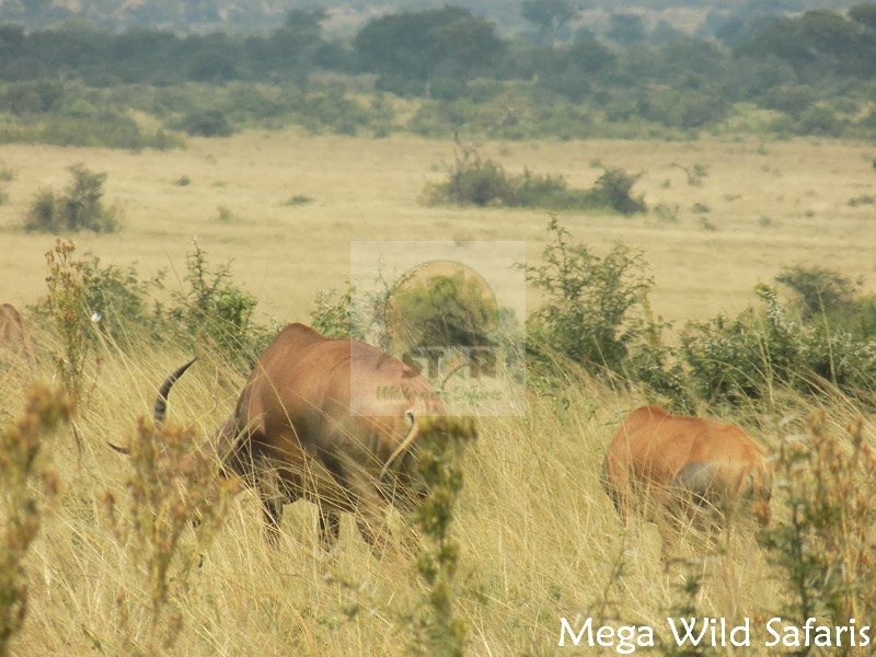 Impalas in Uganda