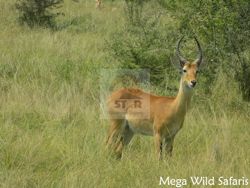 Queen Elizabeth National Park in Uganda