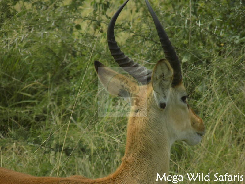What Is the Most Famous Wildlife on East Africa Tour Safari?