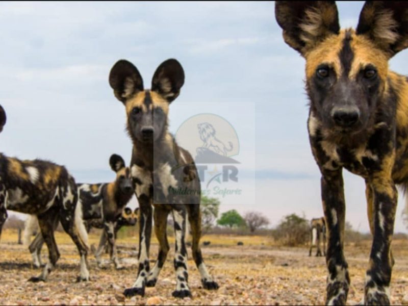 African Wild Dog