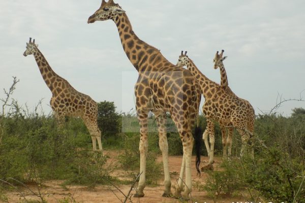 3 Days Akagera Wildlife Safari