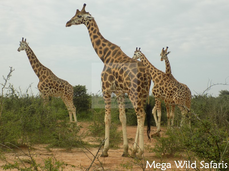 3 Days Akagera Wildlife Safari