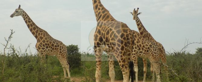 7 Days Rwanda wildlife Safari,