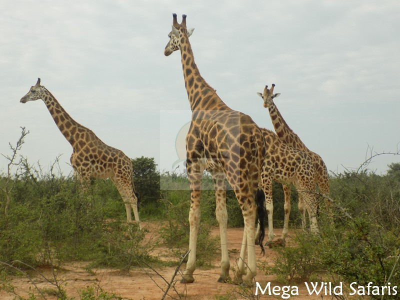 7 Days Rwanda wildlife Safari,