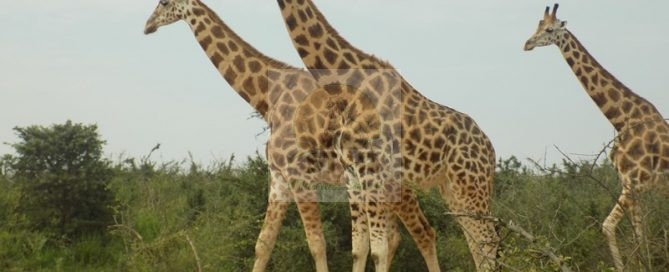 Rwanda Wildlife safaris