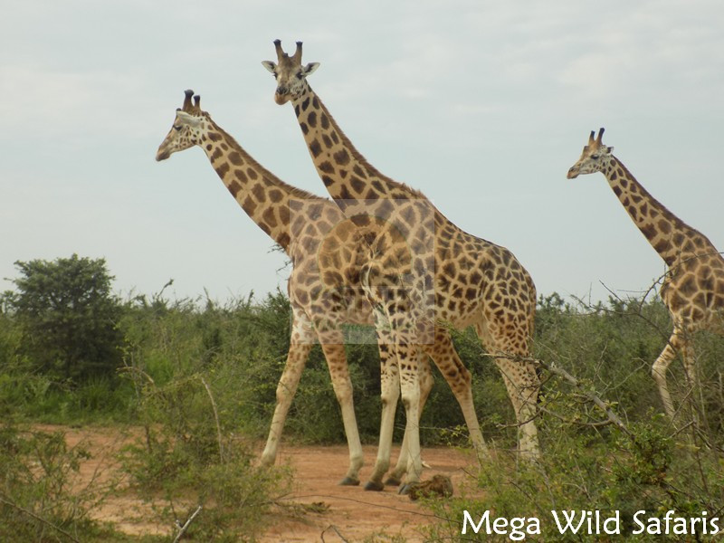 Rwanda Wildlife safaris