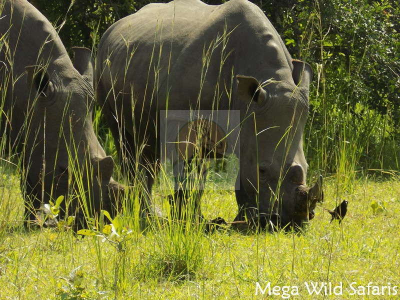 4 Days Uganda Wildlife Safari