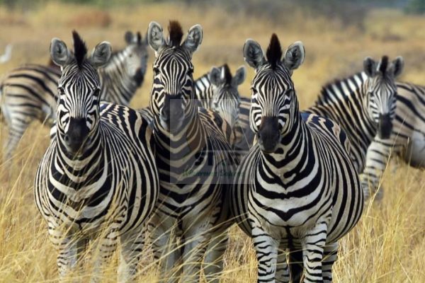 3 Days Lake Mburo Uganda Safari