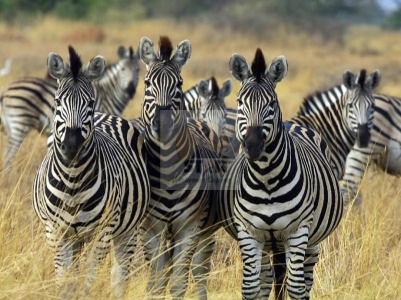 3 Days Lake Mburo Uganda Safari