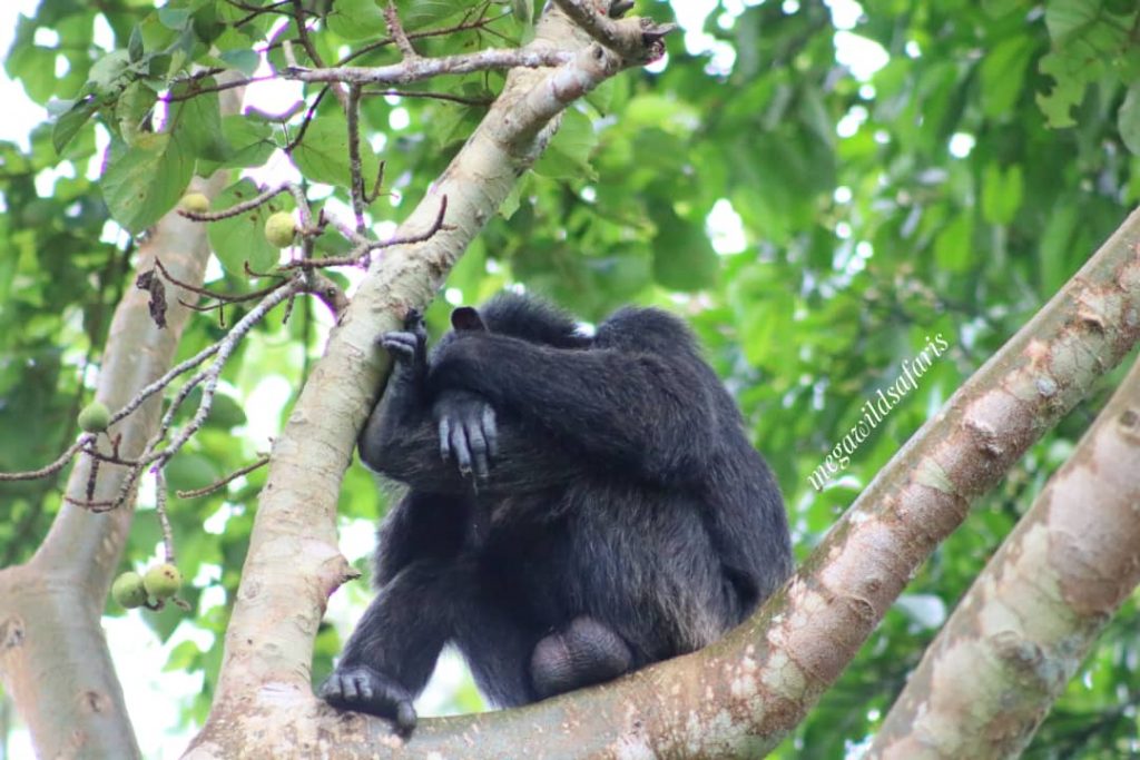 Best Activities to Do for Honeymoon in Uganda