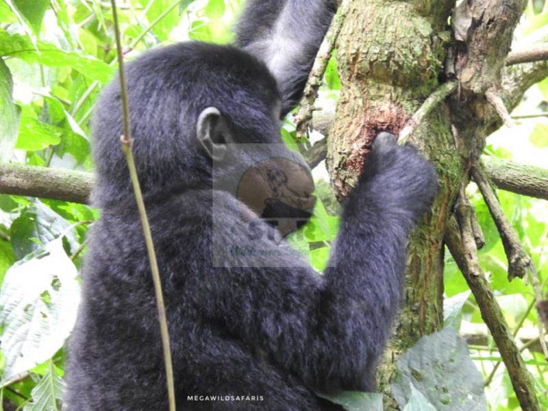 Rwanda Gorilla Trekking Safaris