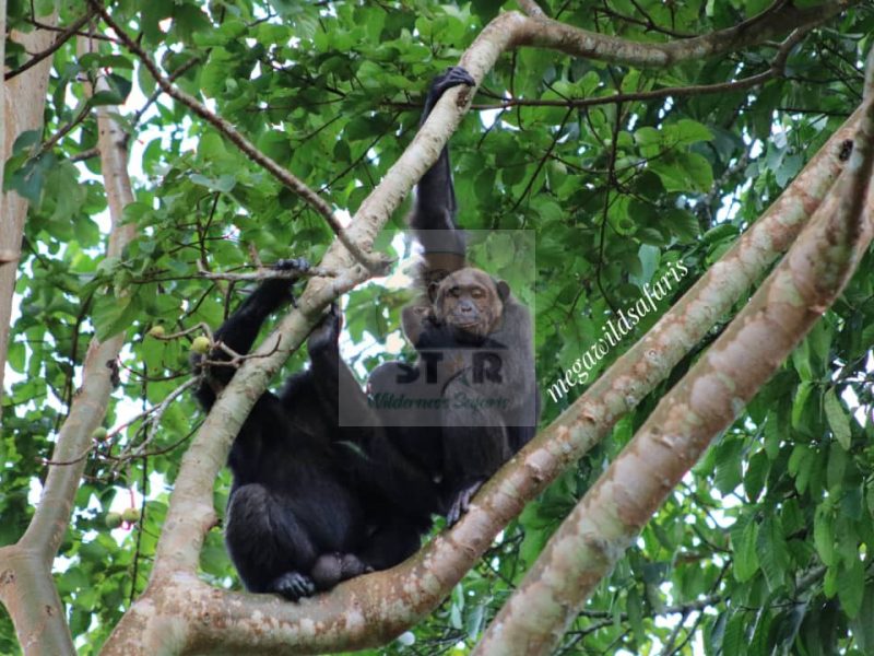 Chimpanzee Trekking in Ngamba Island