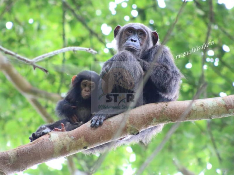 Chimpanzee Trekking in Ngamba Island