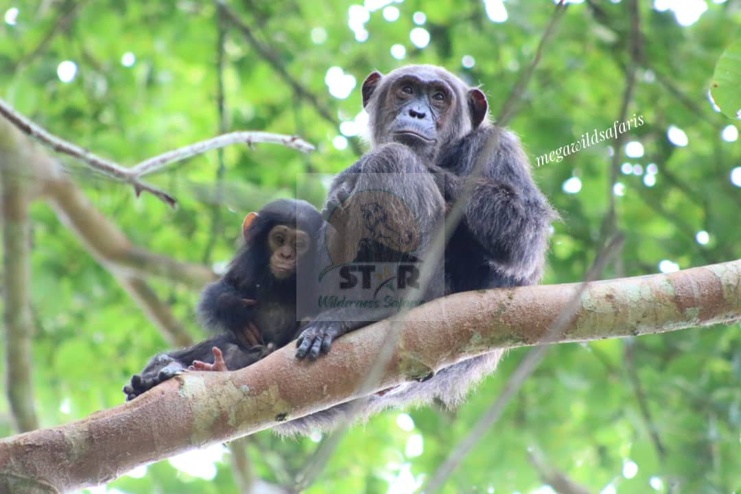 Chimpanzee Trekking in Ngamba Island