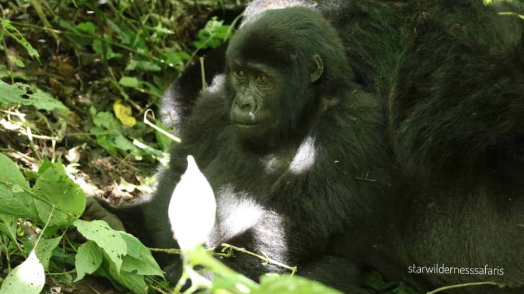 What is Known Most About Volcanoes National Park in Rwanda?