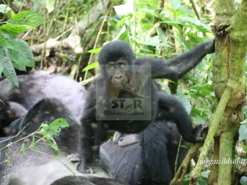 Gorilla Behavioral Traits