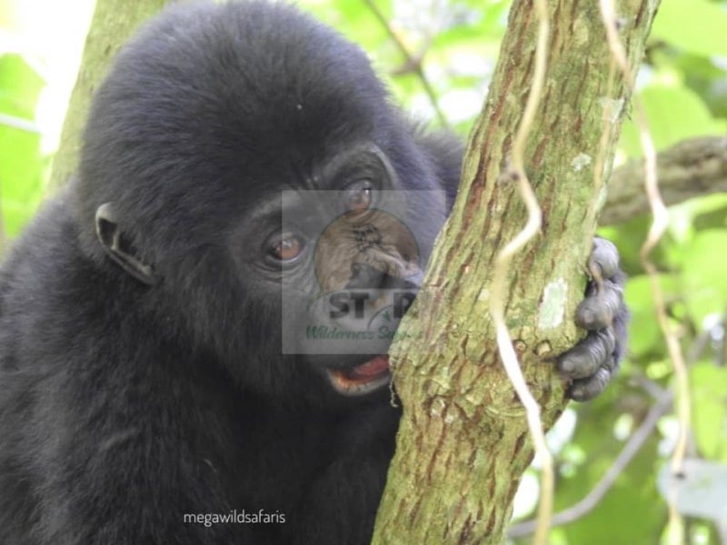 Best Places to Visit in Rwanda