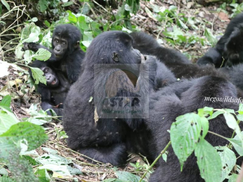 Uganda Gorilla Trekking