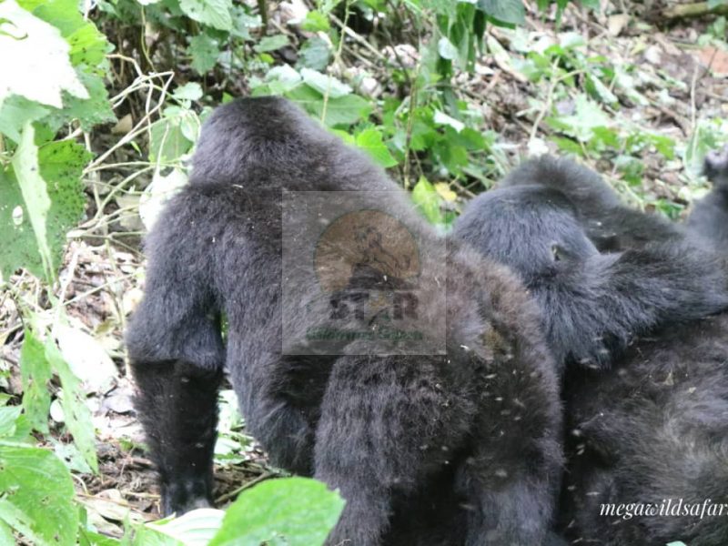 Rwanda Gorilla Trekking Safaris