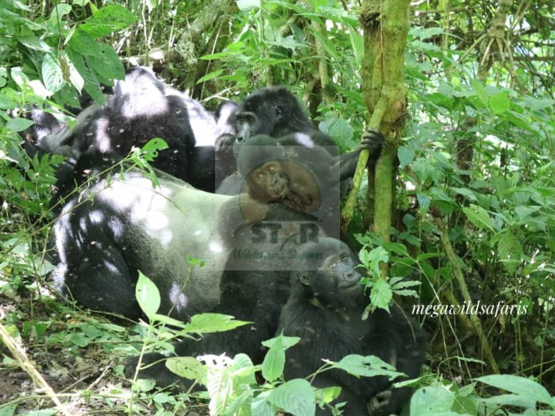 Uganda Gorilla Trekking