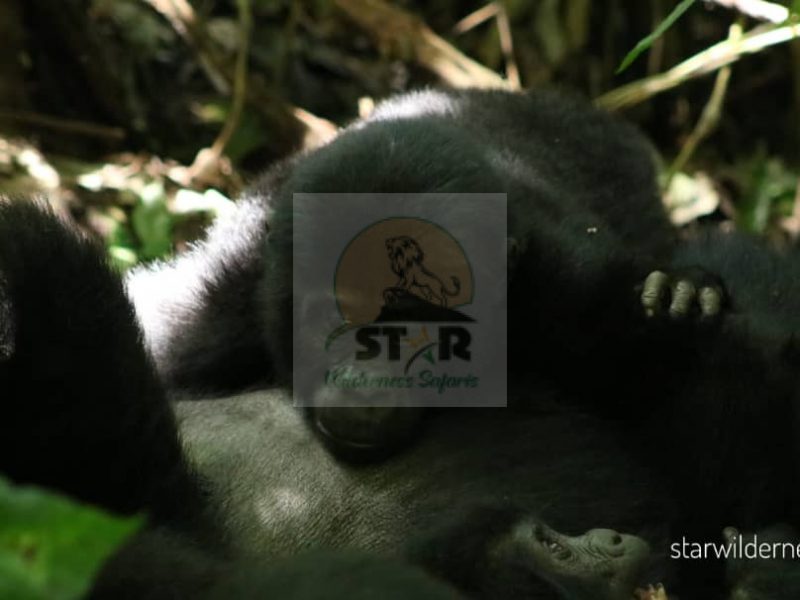 Gorilla trekking in Bwindi