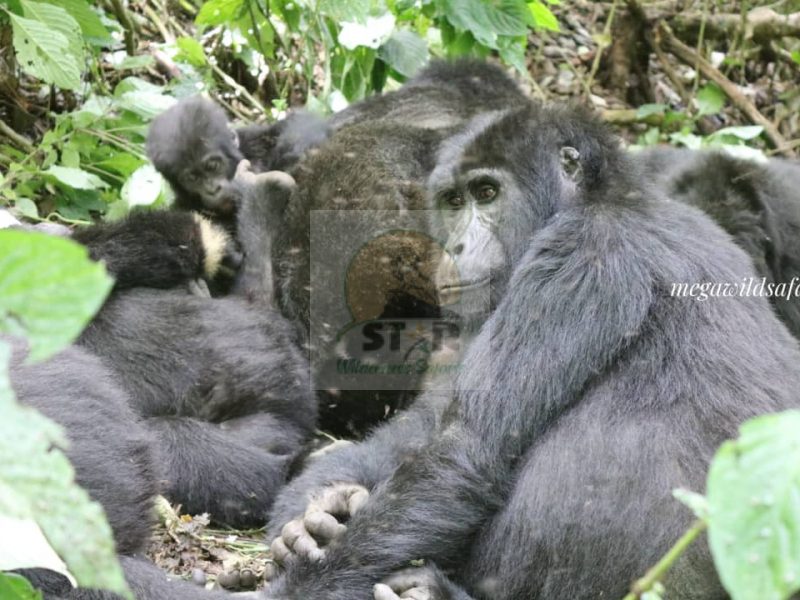 What to Expect on Uganda Gorillas and Wildlife Safaris
