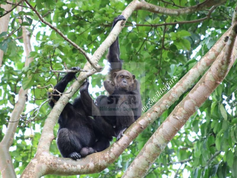 Uganda Chimpanzee Tracking Safari